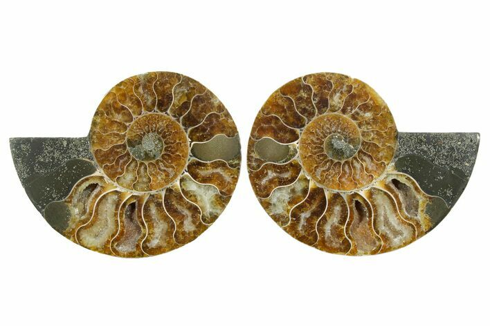 Cut & Polished Crystal-Filled Ammonite Fossil - Madagascar #354162